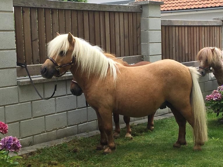 Mini pony Shetland Yegua 5 años 78 cm Palomino in Kassel