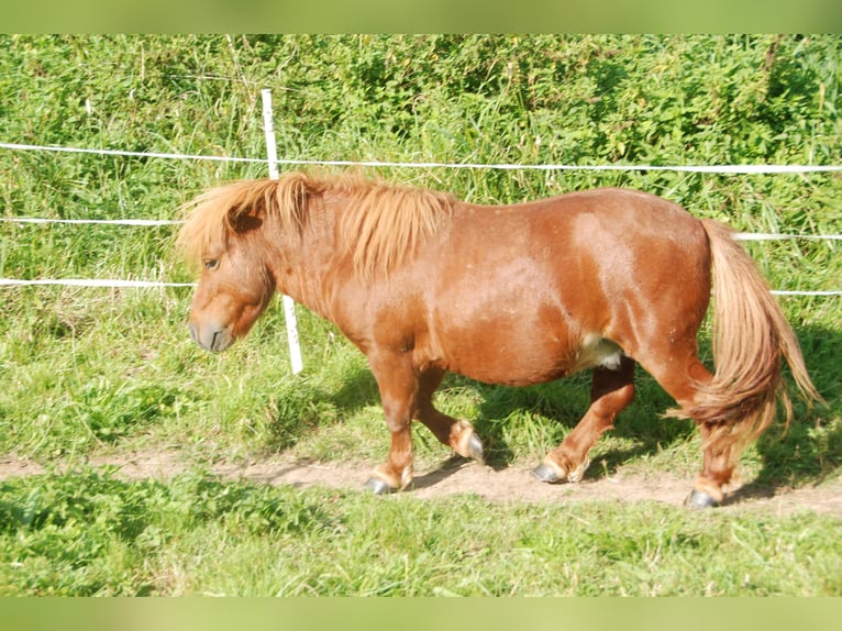 Mini pony Shetland Yegua 5 años 78 cm Palomino in Kassel