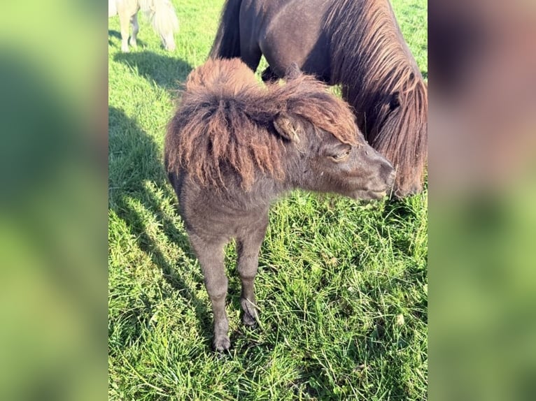 Mini pony Shetland Yegua 5 años 81 cm Negro in Dörpling