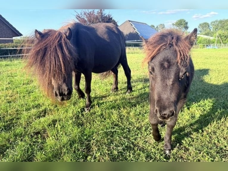 Mini pony Shetland Yegua 5 años 81 cm Negro in Dörpling
