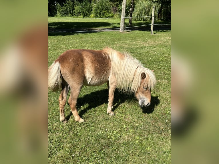 Mini pony Shetland Yegua 5 años 82 cm Alazán in Wiek