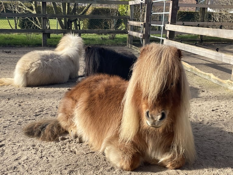 Mini pony Shetland Yegua 5 años 82 cm Alazán in Wiek