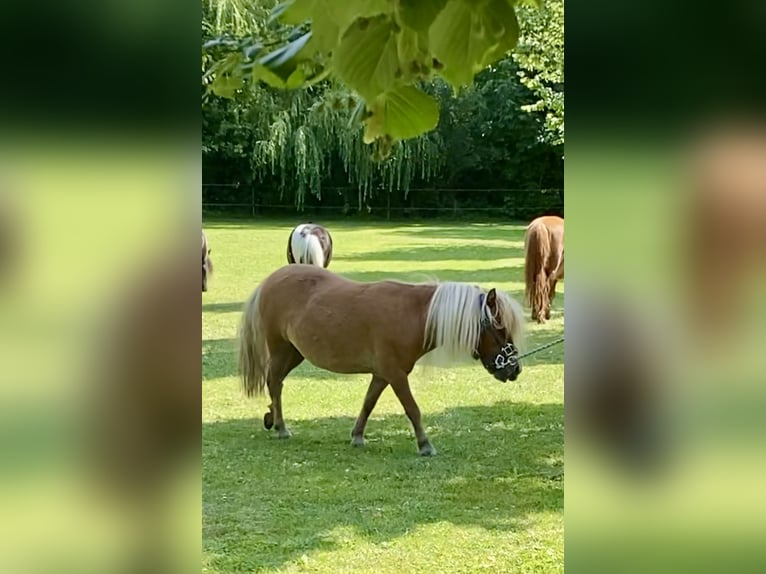 Mini pony Shetland Yegua 5 años 82 cm Alazán in Wiek