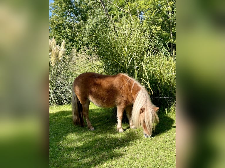 Mini pony Shetland Yegua 5 años 82 cm Alazán in Wiek