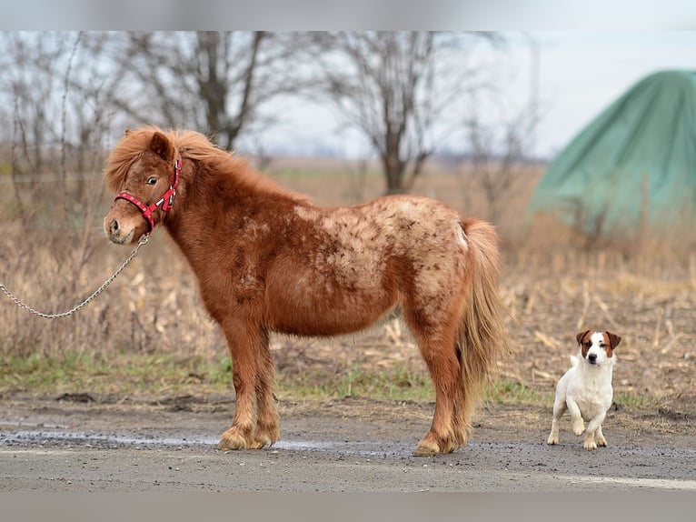 Mini pony Shetland Yegua 5 años 90 cm Atigrado/Moteado in radziejów