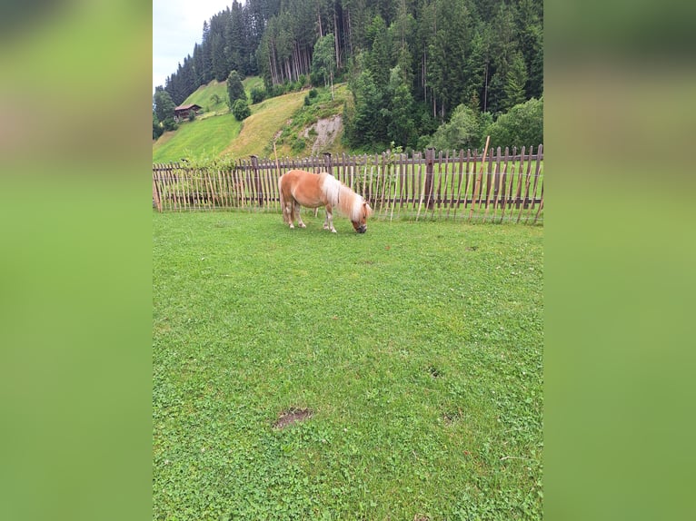 Mini pony Shetland Yegua 5 años 90 cm Pío in Hopfgarten