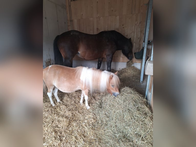 Mini pony Shetland Yegua 5 años 90 cm Pío in HOPFGARTEN
