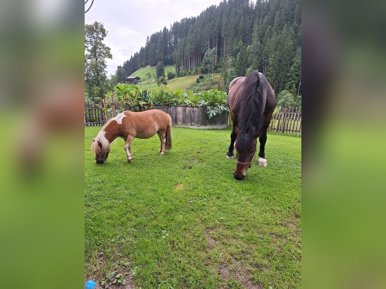 Mini pony Shetland Yegua 5 años 90 cm Pío in Hopfgarten