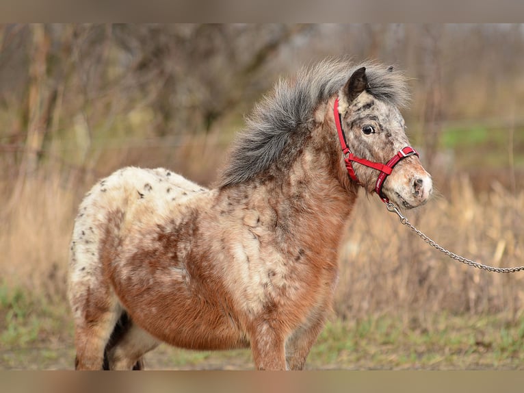 Mini pony Shetland Yegua 5 años 93 cm Atigrado/Moteado in radziejów