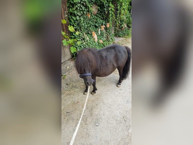 Mini pony Shetland Yegua 6 años 80 cm Negro in Neunburg vorm Wald