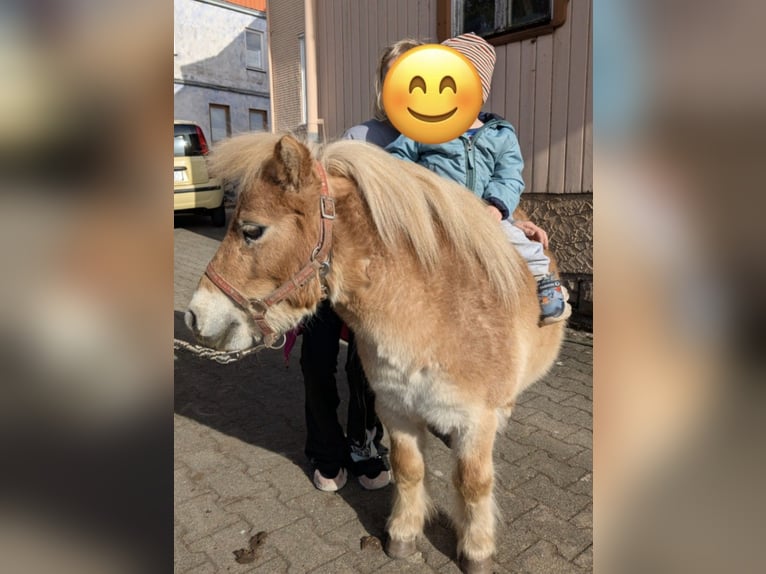Mini pony Shetland Mestizo Yegua 6 años 85 cm Palomino in Bad Wildbad im Schwarzwald