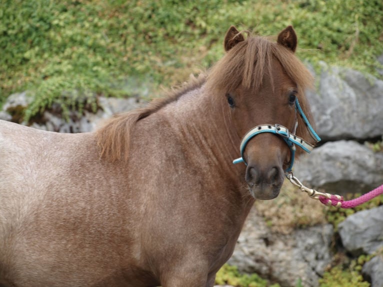 Mini pony Shetland Yegua 6 años 87 cm Ruano alazán in Gähwil