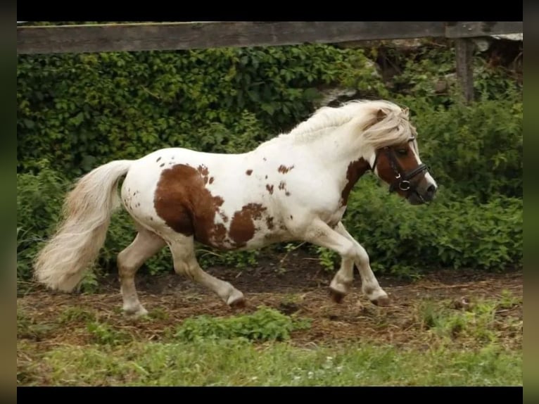 Mini pony Shetland Yegua 6 años Pío in St.Georgen am Kreischberg