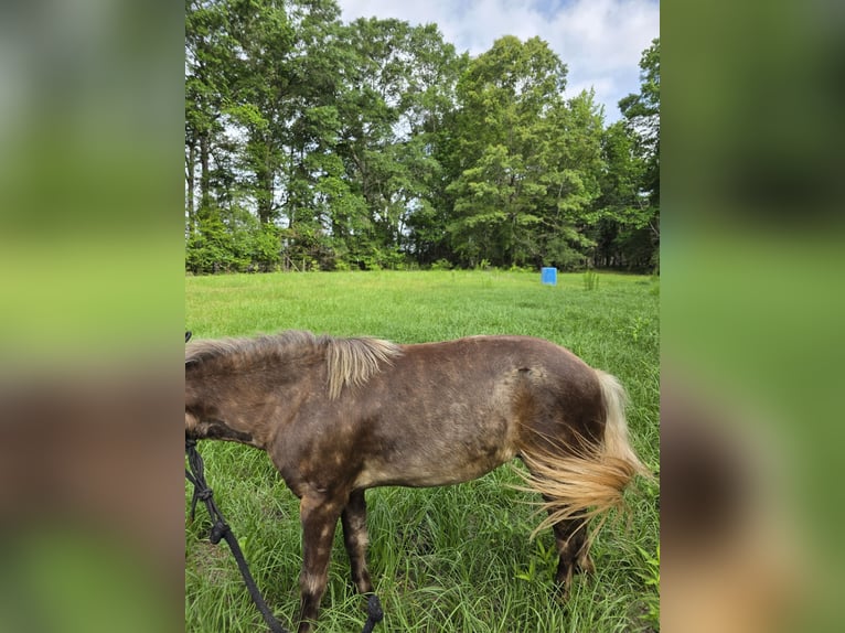 Mini pony Shetland Yegua 7 años 79 cm Tordo rodado in Millry