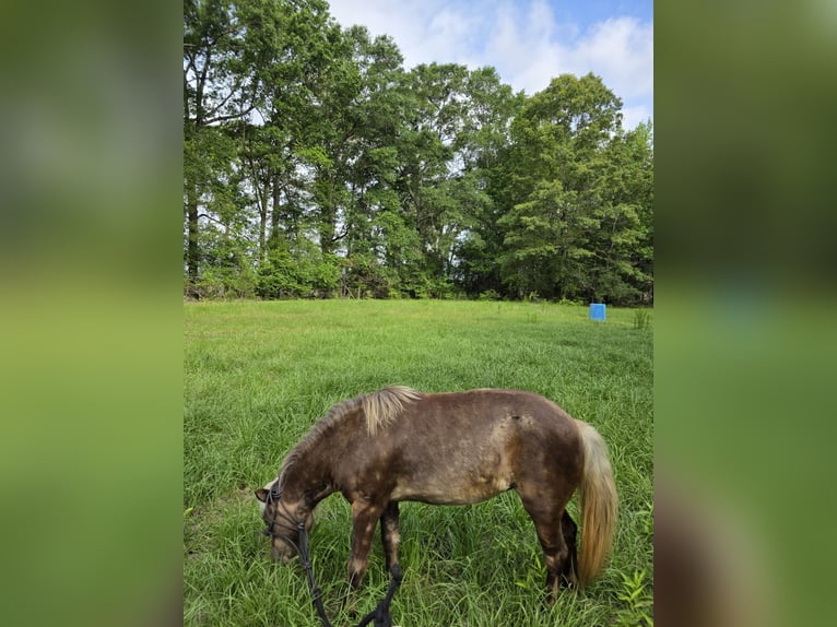 Mini pony Shetland Yegua 7 años 79 cm Tordo rodado in Millry