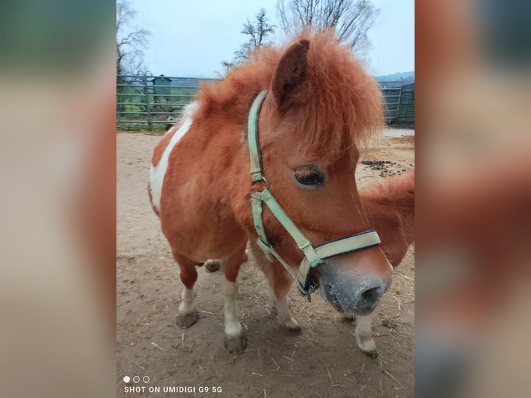 Mini pony Shetland Yegua 7 años 80 cm Pío in Unterschneidheim