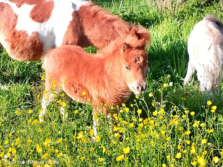 Mini pony Shetland Yegua 7 años 80 cm Pío in Unterschneidheim