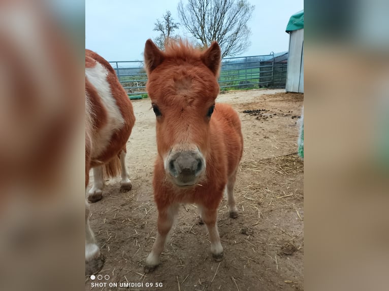 Mini pony Shetland Yegua 7 años 80 cm Pío in Unterschneidheim