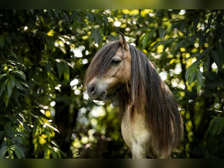 Mini pony Shetland Yegua 8 años 80 cm Castaño-ruano in Fronreute
