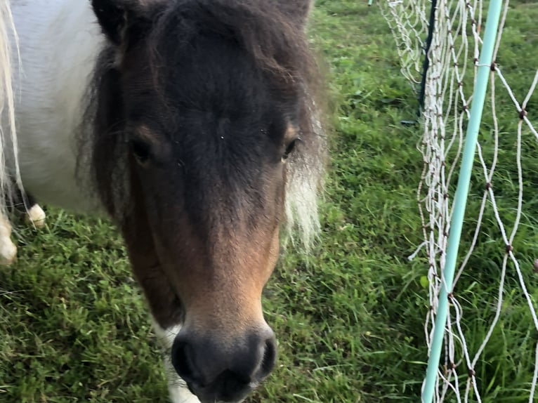 Mini pony Shetland Yegua 8 años 80 cm Pío in Unterneukirchen