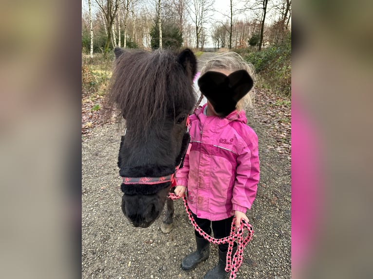 Mini pony Shetland Yegua 8 años 85 cm Negro in Stolberg (Rheinland)