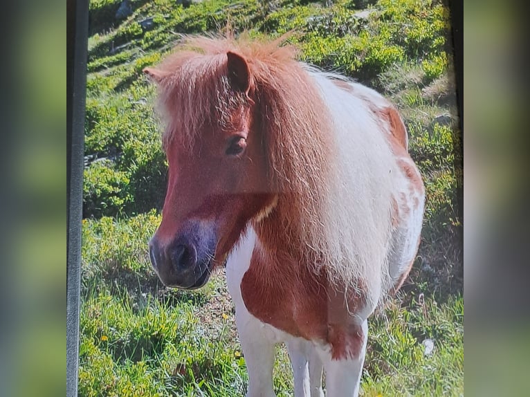 Mini pony Shetland Mestizo Yegua 8 años 89 cm Pío in Tobadill
