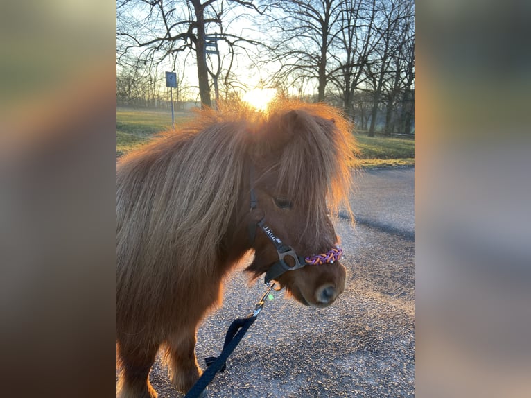 Mini pony Shetland Yegua 8 años Alazán in Gotha