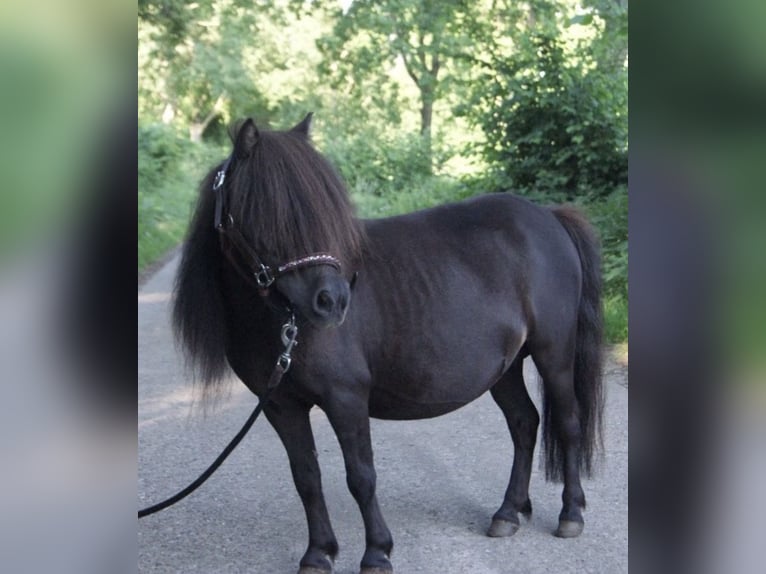 Mini pony Shetland Yegua 9 años 83 cm Negro in Dörpling