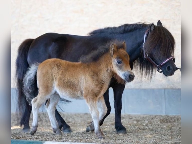 Mini pony Shetland Yegua 9 años 83 cm Negro in Dörpling