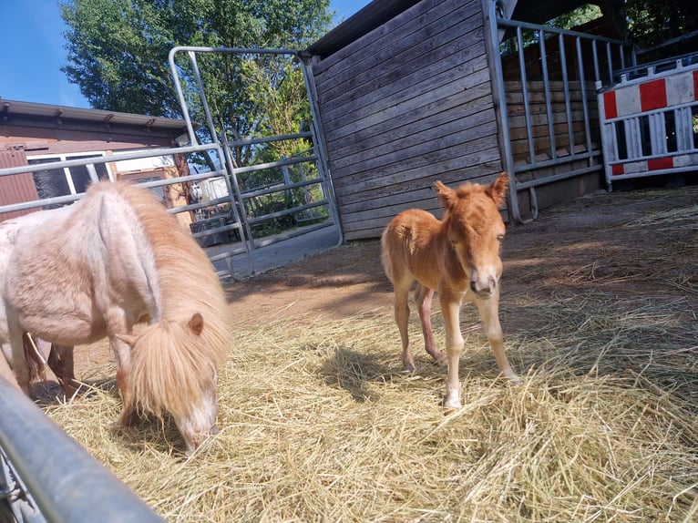 Mini pony Shetland Yegua Potro (06/2025) 80 cm Alazán in Gau Bickelheim