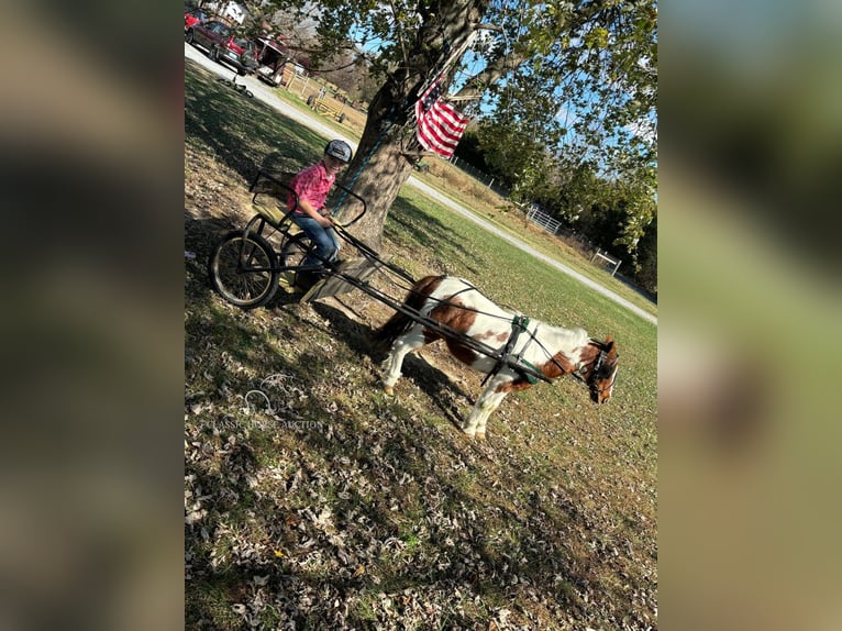 Mini Shetland Pony Gelding 10 years 13 hh Sorrel in COLUMBIA, KY