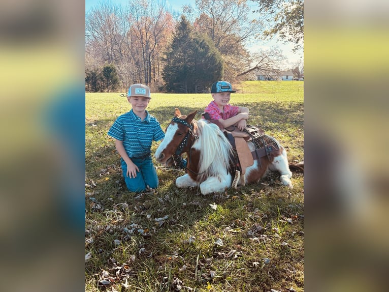 Mini Shetland Pony Gelding 10 years 13 hh Sorrel in COLUMBIA, KY