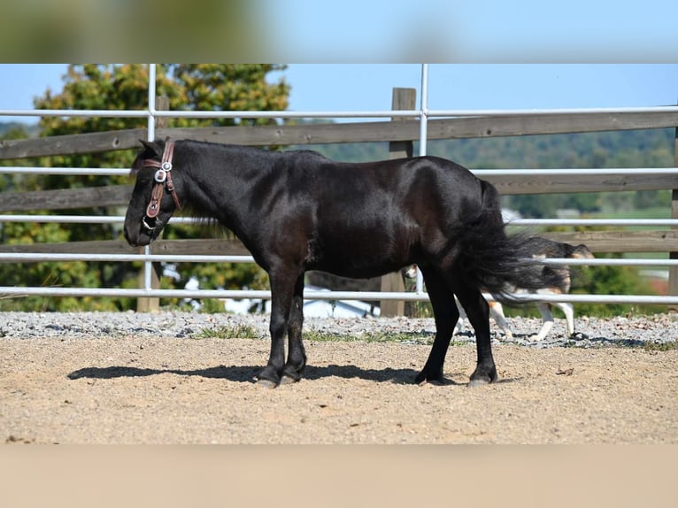 Mini Shetland Pony Gelding 10 years 9,1 hh Black in Millersburg OH