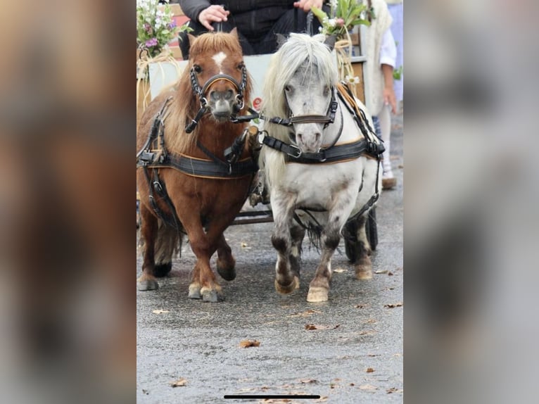 Mini Shetland Pony Gelding 10 years  in Grafenau