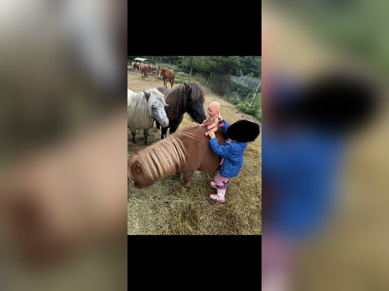 Mini Shetland Pony Gelding 10 years  in Grafenau