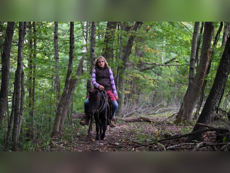 Mini Shetland Pony Gelding 11 years 9,1 hh Black in Millersburg OH