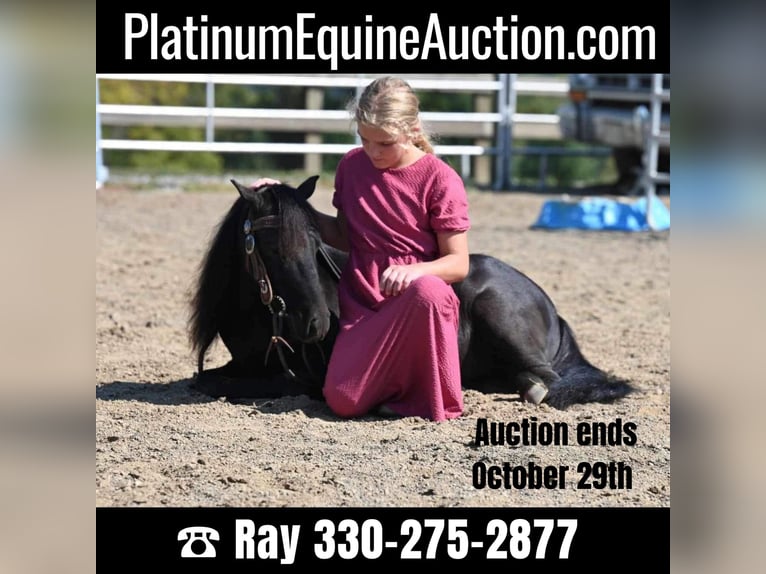 Mini Shetland Pony Gelding 11 years 9,1 hh Black in Millersburg OH