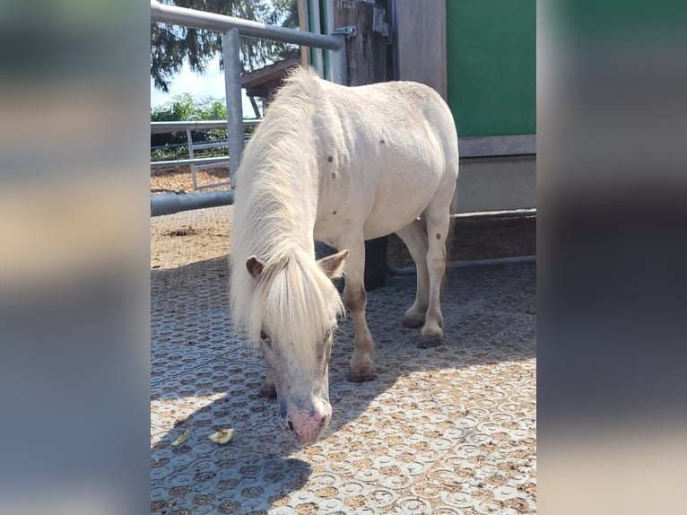 Mini Shetland Pony Gelding 11 years 9.1 hh White in Niederhasli