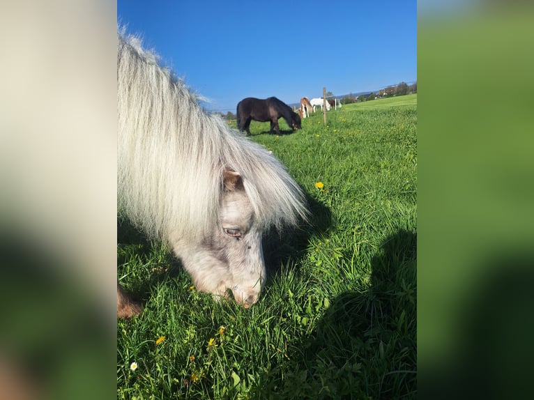 Mini Shetland Pony Gelding 11 years 9.1 hh White in Niederhasli