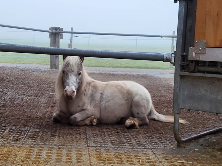 Mini Shetland Pony Gelding 11 years 9.1 hh White in Niederhasli