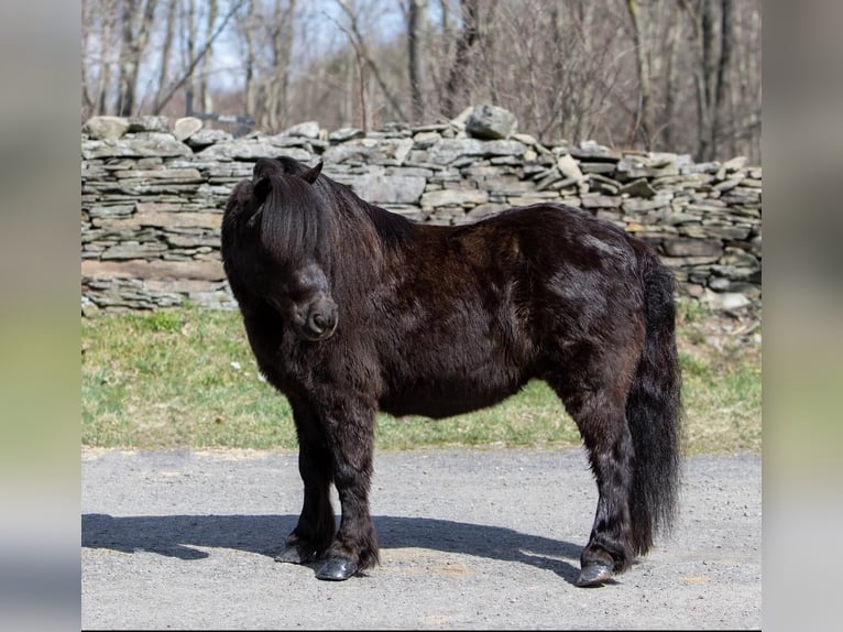Mini Shetland Pony Gelding 11 years 9,3 hh Black in Everett PA