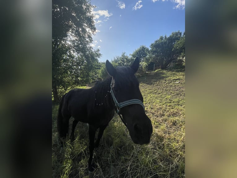 Mini Shetland Pony Mix Gelding 12 years  in Kirnberg an der mank
