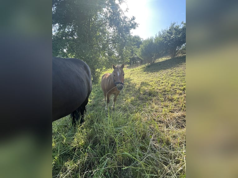 Mini Shetland Pony Mix Gelding 12 years  in Kirnberg an der mank