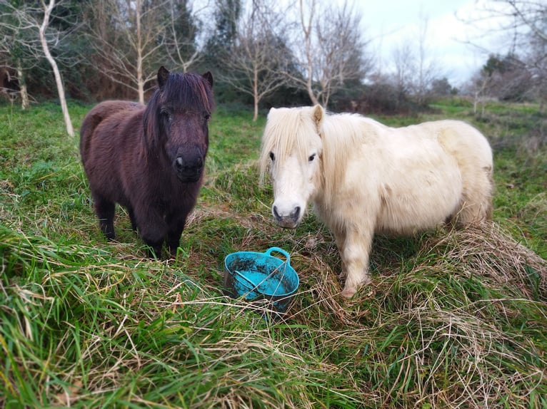 Mini Shetland Pony Mix Gelding 13 years 9,2 hh in Arana
