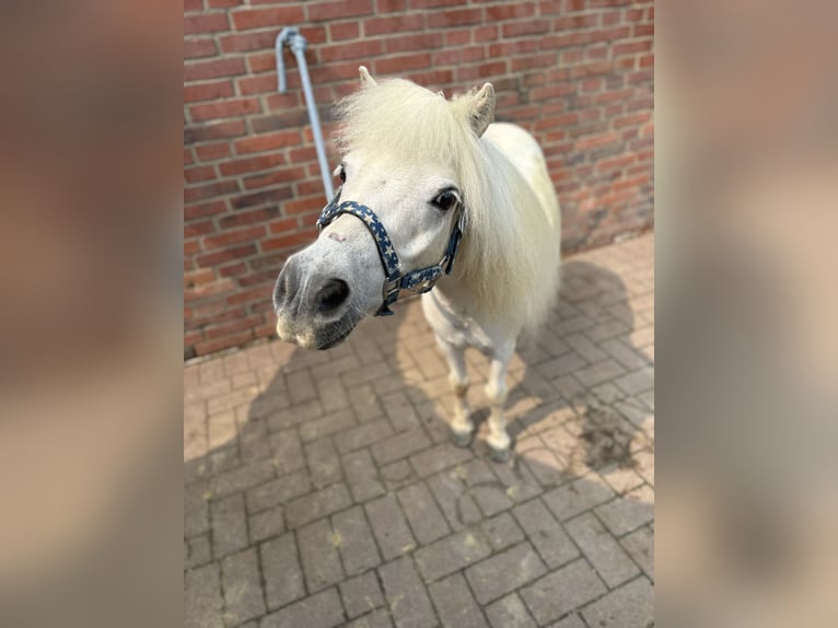 Mini Shetland Pony Gelding 14 years 8.1 hh Grey in Maasbüll