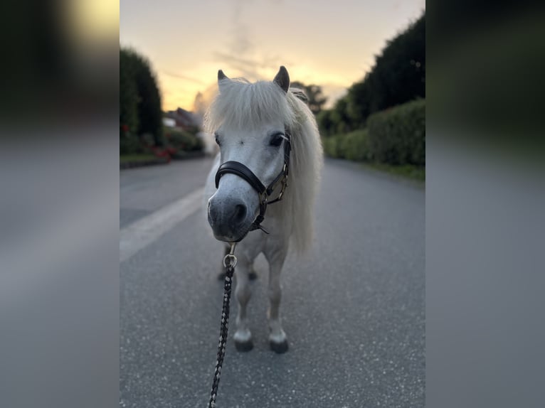 Mini Shetland Pony Gelding 14 years 8.1 hh Grey in Maasbüll
