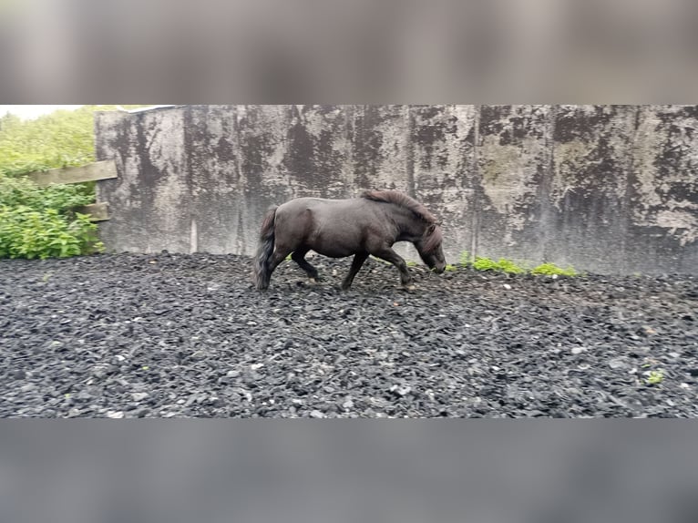 Mini Shetland Pony Gelding 16 years 8,1 hh Black in Bad Salzuflen