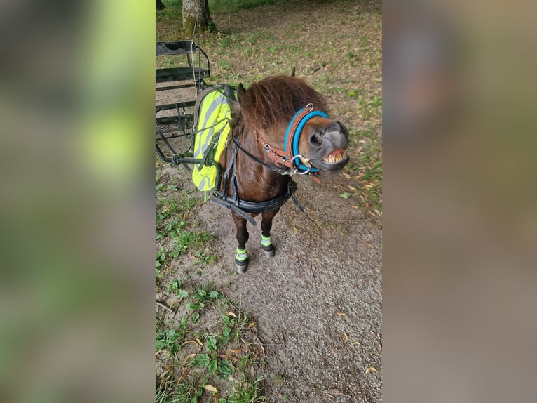 Mini Shetland Pony Gelding 17 years 8,1 hh Brown in Malsch