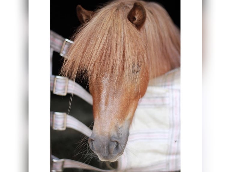 Mini Shetland Pony Gelding 17 years 8,1 hh Roan-Red in Werl