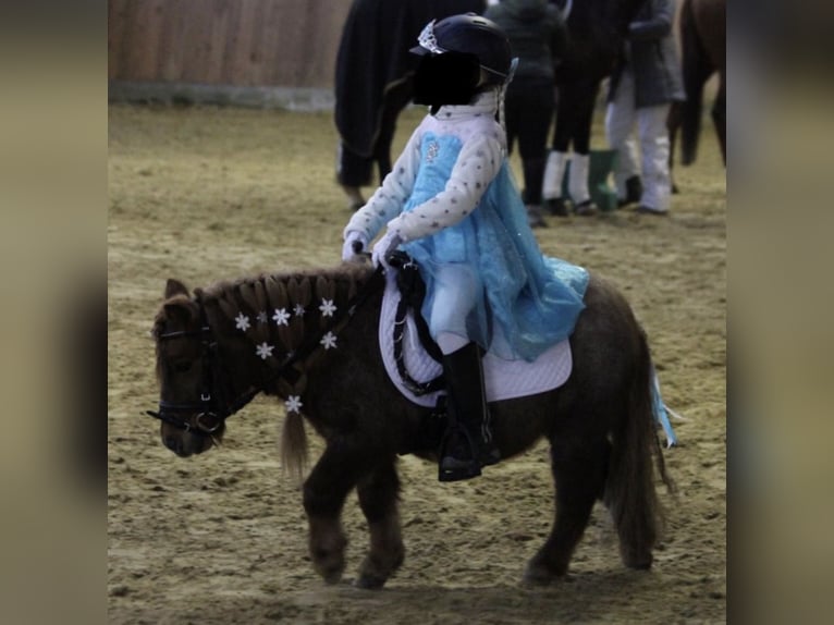 Mini Shetland Pony Gelding 17 years 8,1 hh Roan-Red in Werl